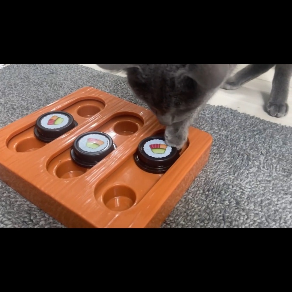 Quirky Kitty 🍱 Sushi Hunter Bento Box Puzzle